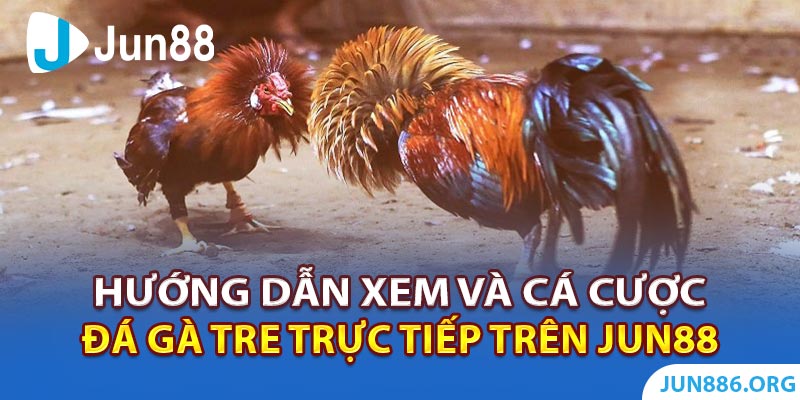 Hướng dẫn xem và cá cược đá gà tre trực tiếp trên Jun88