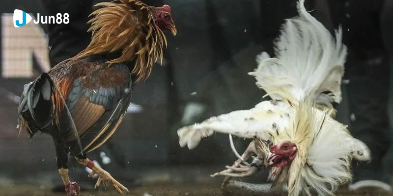 Đá Gà Cựa Sắt Jun88 - Trò Chơi Hấp Dẫn Mọi Kê Thủ 2024